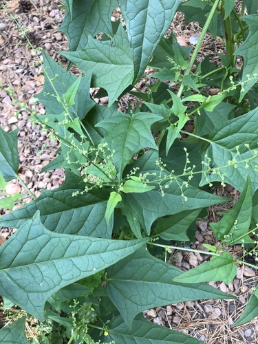 Chenopodium hybridum iNat (3)