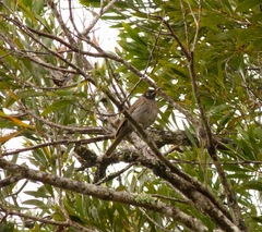 Bolemoreus frenatus