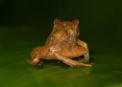 Pristimantinae