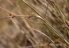 Juncus cooperi