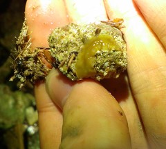 Acotylea