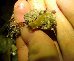 Acotylea