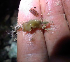 Acotylea