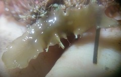 Acotylea