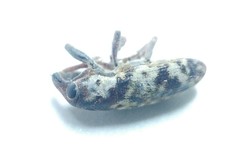 Hypolixus pica