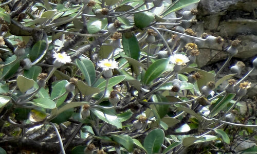 Pachystegia insignis