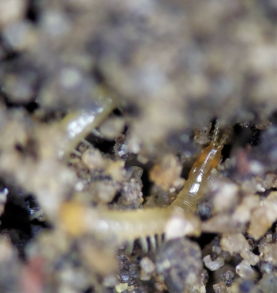 Hoffman's Dwarf Centipede