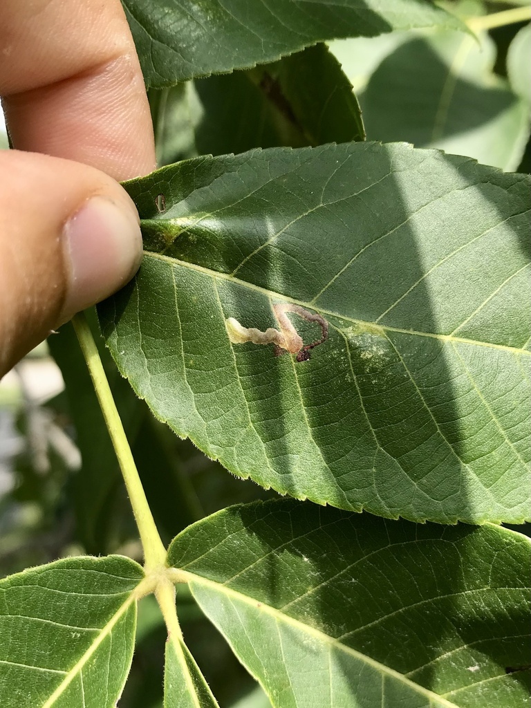 Ectoedemia virgulae