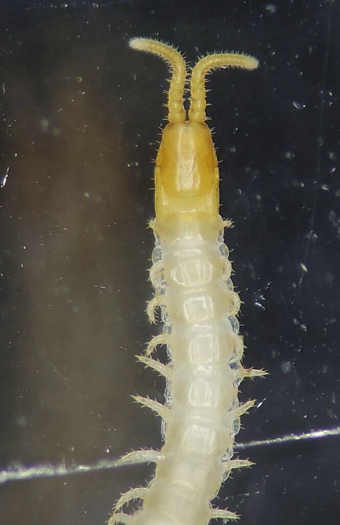 Arrupinae