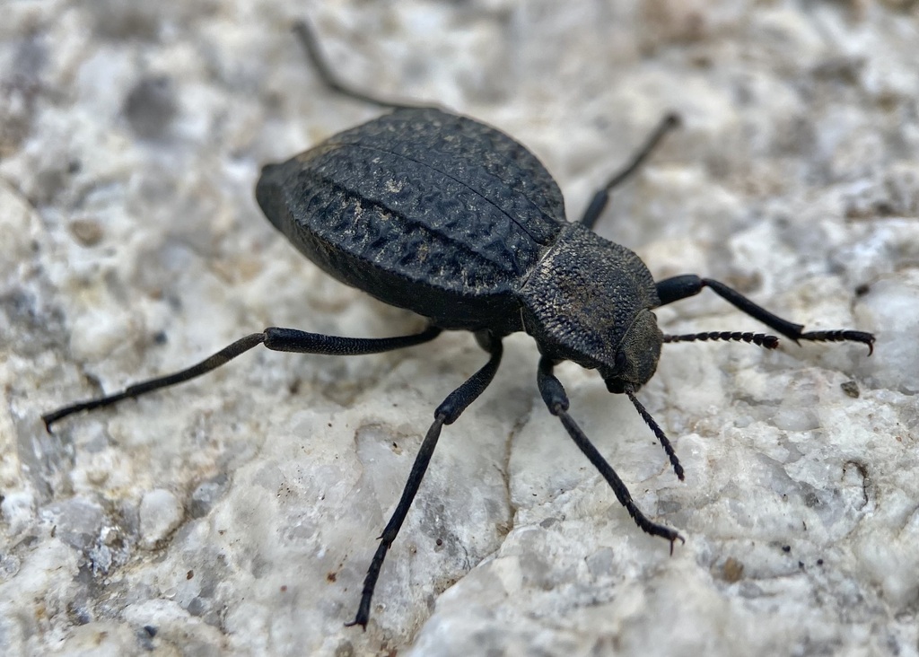 Philolithus