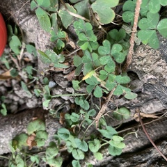 Oxalis corniculata