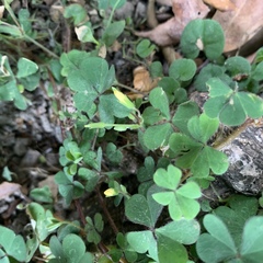 Oxalis corniculata