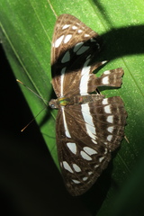 Phaedyma columella singa