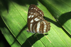 Phaedyma columella singa