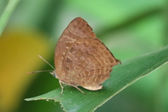 Arhopala centaurus nakula