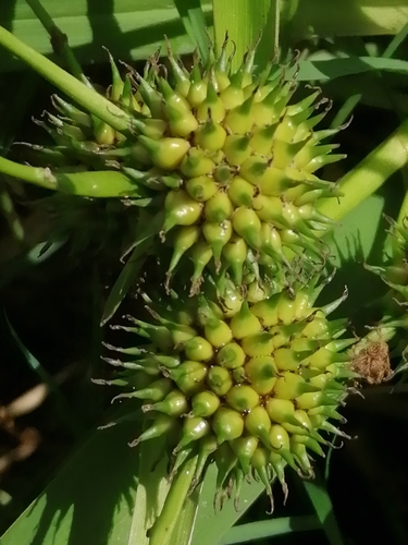 Representative image of Sparganium erectum neglectum