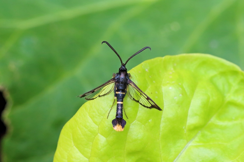 Orange-tailed Clearwing Moth