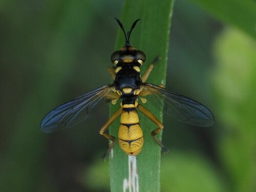 Conops silaceus
