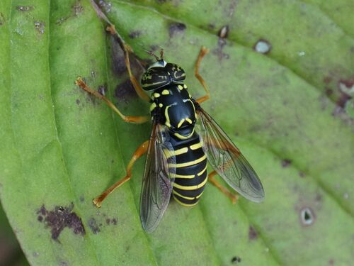 Spilomyia saltuum