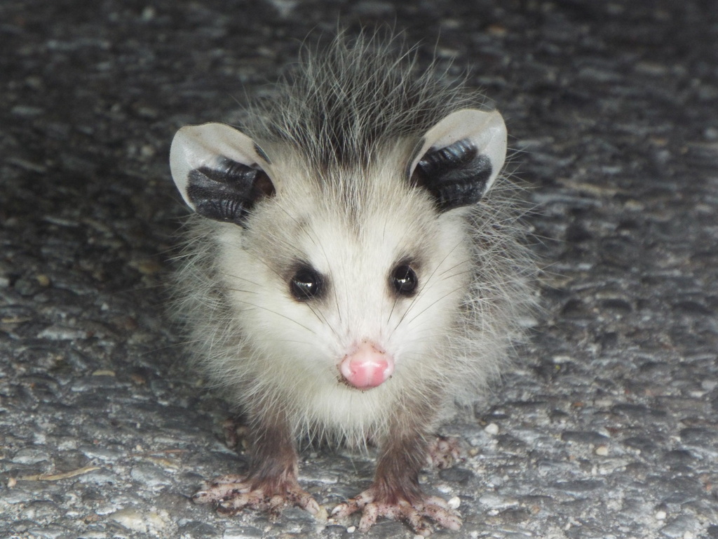 Virginia Opossum From Cape May Point, Nj, Usa On May 29, 2023 At 08:45 