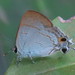 Hypolycaena erylus - Photo (c) Soh Kam Yung, alguns direitos reservados (CC BY-NC), uploaded by Soh Kam Yung