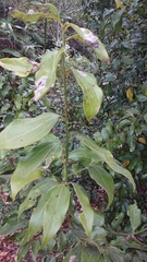 Cinnamomum yabunikkei