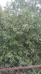 Cinnamomum yabunikkei