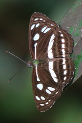 Phaedyma columella singa