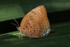Arhopala centaurus nakula