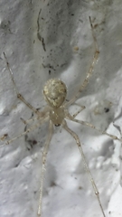 Cryptachaea gigantipes