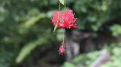 Hibiscus schizopetalus