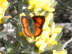 Capys alphaeus alphaeus