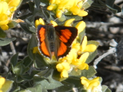 Capys alphaeus alphaeus