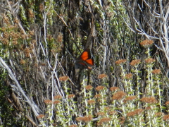 Capys alphaeus alphaeus