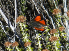 Capys alphaeus alphaeus