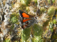 Capys alphaeus alphaeus