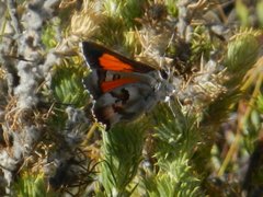 Capys alphaeus alphaeus