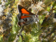 Capys alphaeus alphaeus