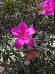Rhododendron