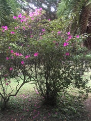 Rhododendron