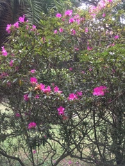 Rhododendron