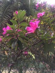Rhododendron
