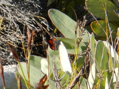Capys alphaeus alphaeus