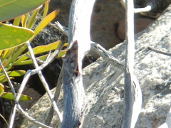 Capys alphaeus alphaeus