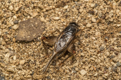 Lepidogryllus parvulus