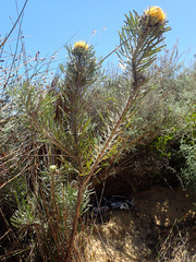 Leucospermum tomentosum