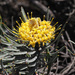 Saldanha Pincushion - Photo (c) Felix Riegel, some rights reserved (CC BY-NC), uploaded by Felix Riegel