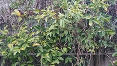 Artabotrys hexapetalus