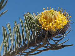 Leucospermum tomentosum