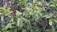 Artabotrys hexapetalus